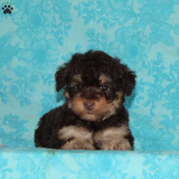 Kitty, Toy Poodle Puppy